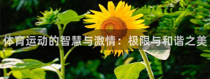 vsport体育官方正版app官网：体育运动的智慧与