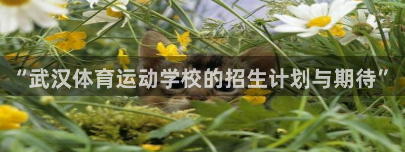 vsport体育官网下载招商电话地址：“武汉体育运动